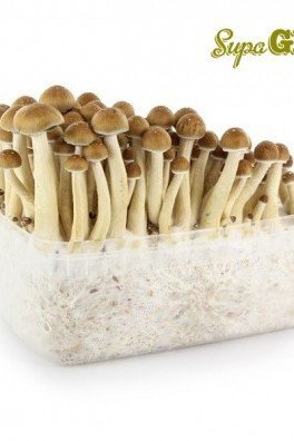 Kit di Funghi Allucinogeni Cubensis 'Golden Teacher'