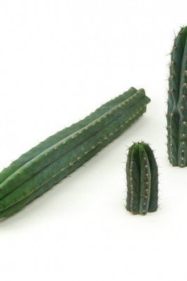 Peruvian Torch Cactus