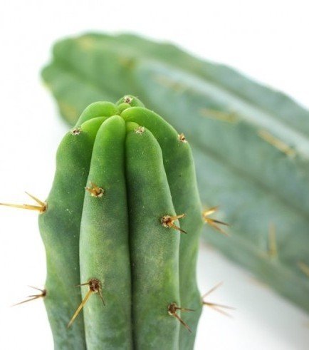 Cactus Torcia Boliviana