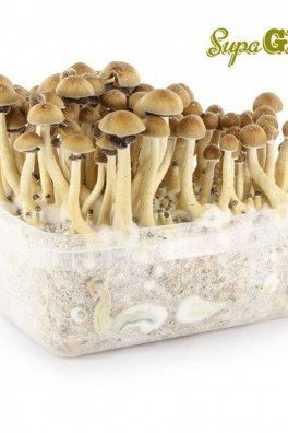 Magic Mushroom Grow Kit 'Brazil'