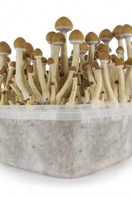 Extreme XL Kit di Funghi Allucinogeni Mckennaii