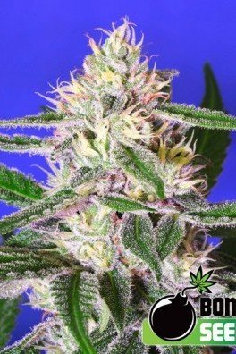 Edam Bomb (Bomb Seeds)