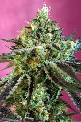 Sweet Nurse Auto CBD (Sweet Seeds)