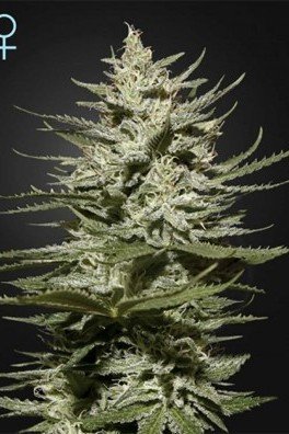 The Church CBD (Greenhouse Seeds)