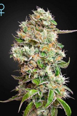 King's Kush Autofiorente CBD (Greenhouse Seeds)