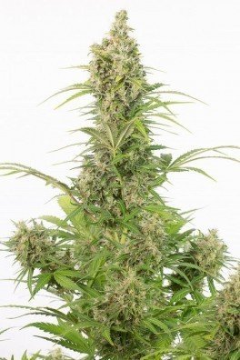 White Widow Autofiorente CBD (Dinafem)