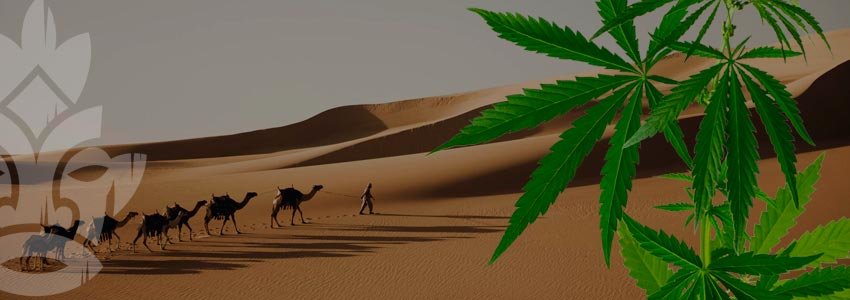 Hashish in Arabia