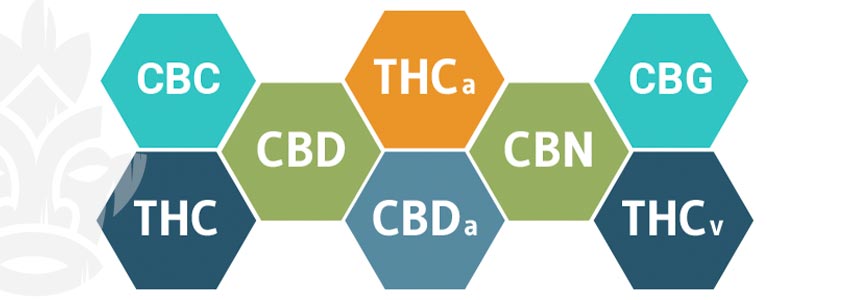 In Che Modo I Cannabinoidi Interagiscono Col Sistema Endocannabinoide?