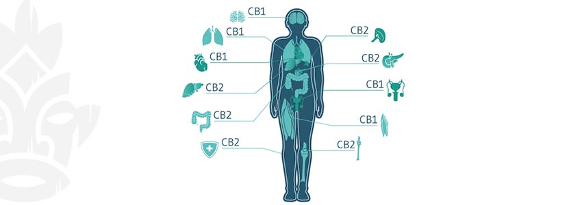 Il Sistema Endocannabinoide: Un Enigma Affascinante