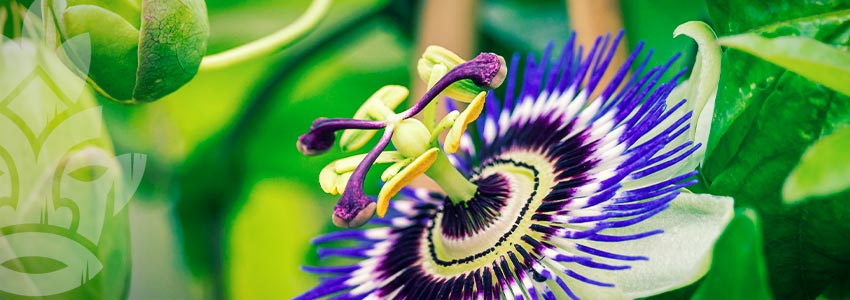 Passiflora