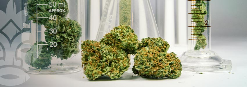 Il Lievito Sostituirà Le Piante Di Cannabis?