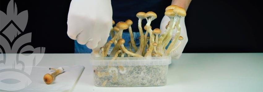 Come Evitare La Contaminazione Dei Funghi