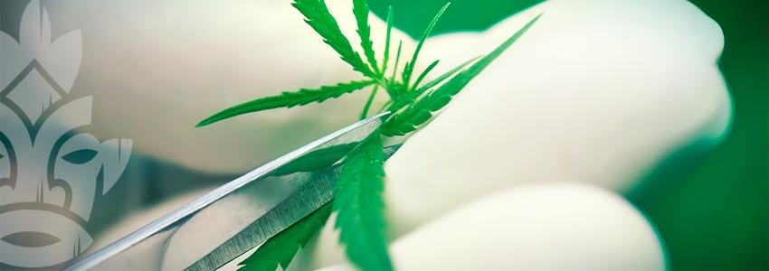 QUALI SONO I VANTAGGI DELLA CLONAZIONE DELLA CANNABIS?