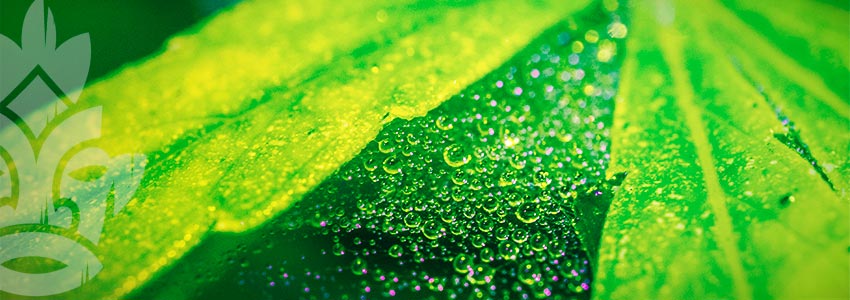 In Che Modo L'Olio Di Neem Agisce Come Insetticida Biologico?