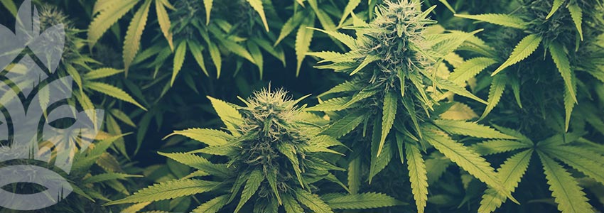 Qual È La Differenza Tra Cannabis E Canapa?