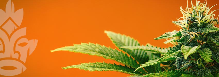 La Cannabis Può Assumere Altre Colorazioni?