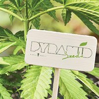 Per Consultare Il Catalogo Completo Della Pyramid Seeds