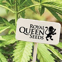 Per Consultare Il Catalogo Completo Della Royal Queen Seeds