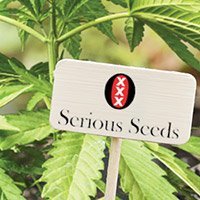 Per Consultare Il Catalogo Completo Della Serious Seeds