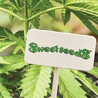 Per Consultare Il Catalogo Completo Della Sweet Seeds