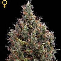 Big Bang Autofiorente (Greenhouse Seeds)