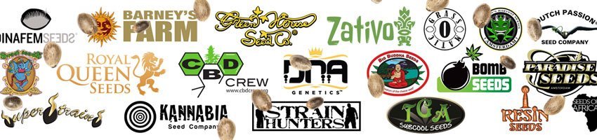 сид банки конопли. семена в банке чия. сид банк. сидбанк. коммерческий банк "интеркоммерц".