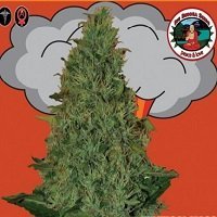 Critical Mass Automatica (Big Buddha Seeds)