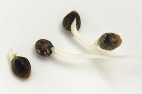 Come germinare i semi di Cannabis - Zativo