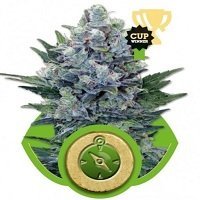 Northern Light Automatica (Royal Queen Seeds)