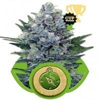 Northern Light Automatica (Royal Queen Seeds)