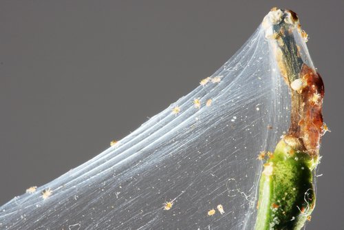 Spider Mites