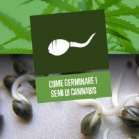 Come germinare i semi di Cannabis