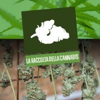 La raccolta della Cannabis