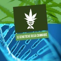 Le genetiche della Cannabis