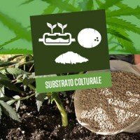 Substrato colturale per le piante di Cannabis