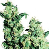 Jack Herer