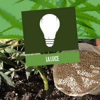 La luce nella coltivazione della Cannabis