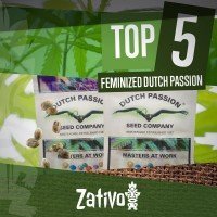 Top 5 Femminizzate Dutch Passion