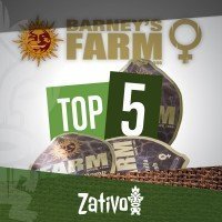 Top 5 Femminizzate Barney's Farm
