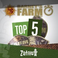 Top 5 Autofiorenti Barney's Farm