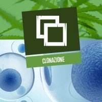 Clonazione (Talee)