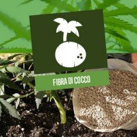 Coltivare Cannabis Nella Fibra di Cocco