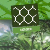 SOG e ScrOG