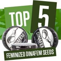 Top 5 Femminizzate Dinafem