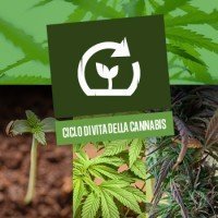 Ciclo di vita della Cannabis