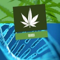 Ibridi di Cannabis