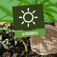 La fotosintesi nelle piante di Cannabis