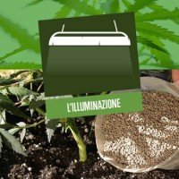 L'illuminazione nella coltivazione della Cannabis