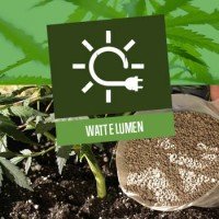 Watt e Lumen di lampade atte alla coltivazione della Cannabis