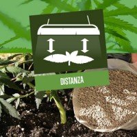 Distanza tra coltiva la luce e Pianta di cannabis